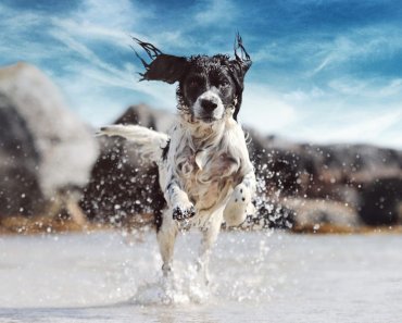 How to Prepare for Summer for Dogs With Heavy Coats