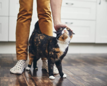 How to Read Cat Body Language: Behavior, Posture & More