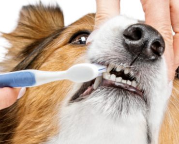 How to teach your dog or cat to accept tooth brushing