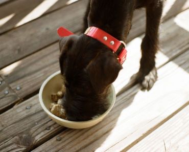 Raw food diet: The benefits to feeding a raw diet to your pet