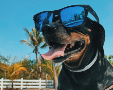 Sun protection and skin care for your dog