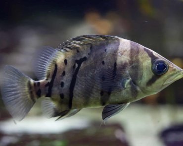 The Datnoid: Everything You Need To Know About This Asian Fish