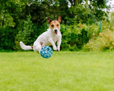 Turning your dog’s playtime into learning and bonding