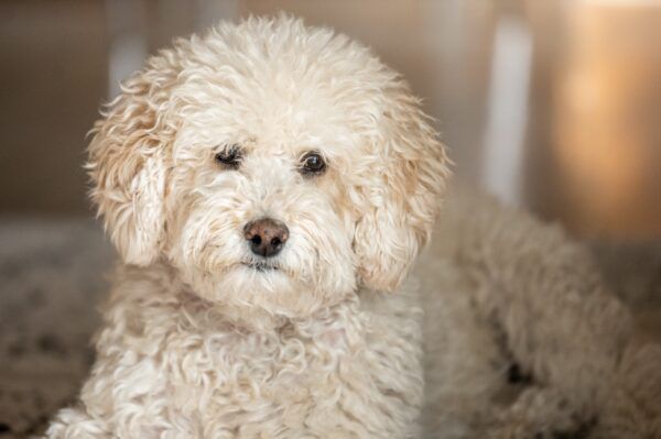 close up of goldendoodle