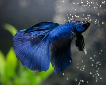 Why Do Betta Blow Bubbles: A Complete Guide