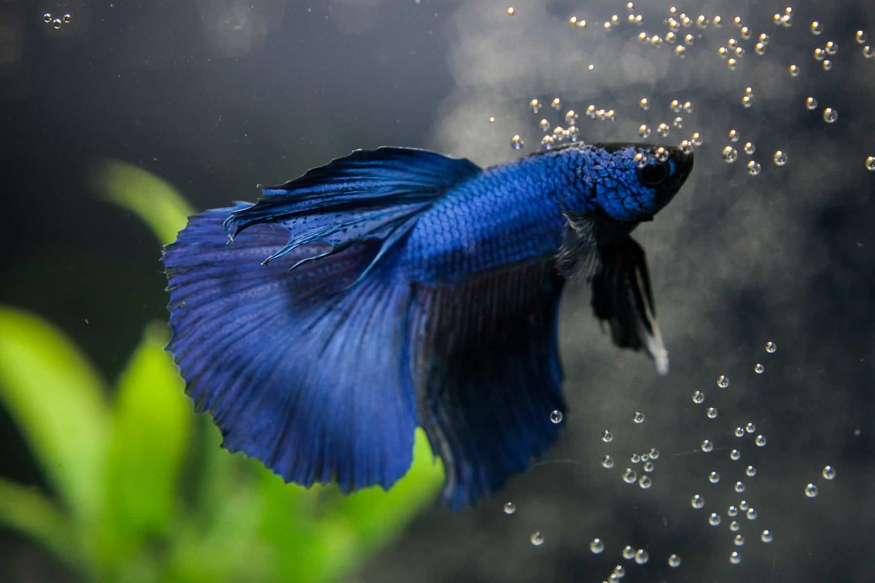 Why Do Betta Blow Bubbles