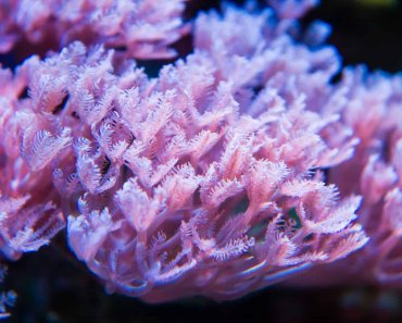 Xenia Coral Care Guide: Everything You Need To Know