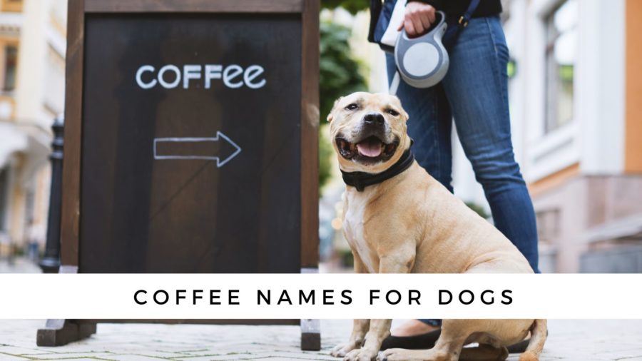 Coffee Dog Names