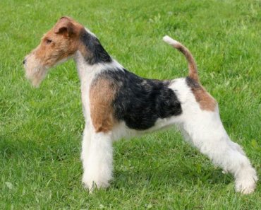 The Eager, Dynamic Wire Fox Terrier
