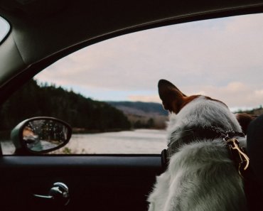 Top Dog-Friendly Summer Road Trip Spots