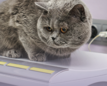 Why you should weigh your cat every month