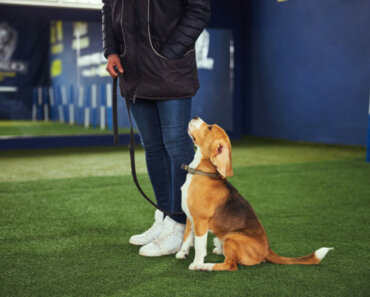 5 Ways Dog Training Facilities Can Make All the Difference