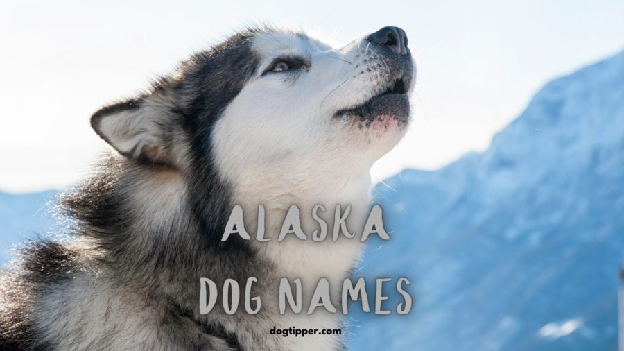 Alaskan Dog Names including Inuit names, most popular baby names in Alaska and Alaska cities