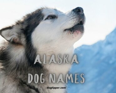 Alaskan Dog Names {Great for Malamutes, Huskies, Klee Kai & More}