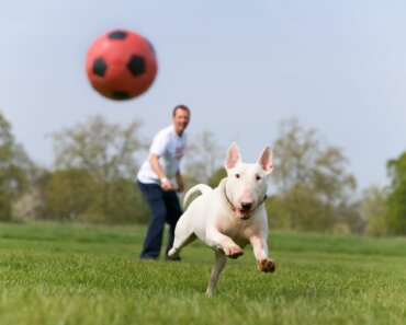 All You Need to Know About Off-Leash Training for Your Dog