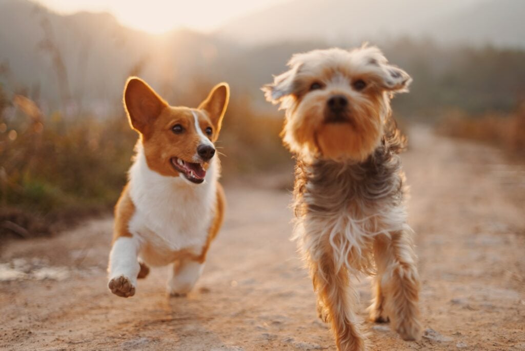 two mid-sized dogs running on an outdoor dirt path towards the camera