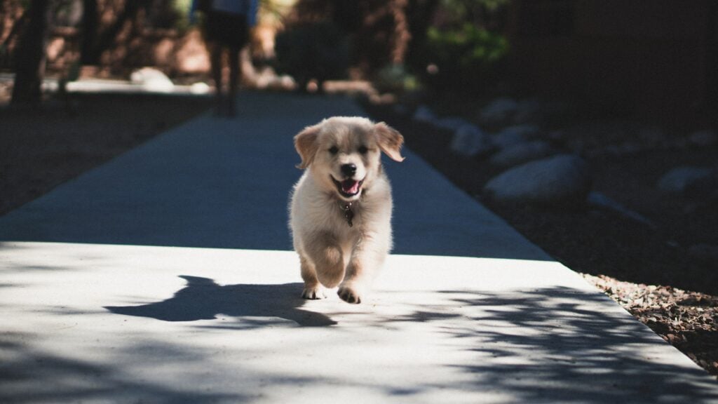 golden retriever puppy running on sidewalk towards the camera 