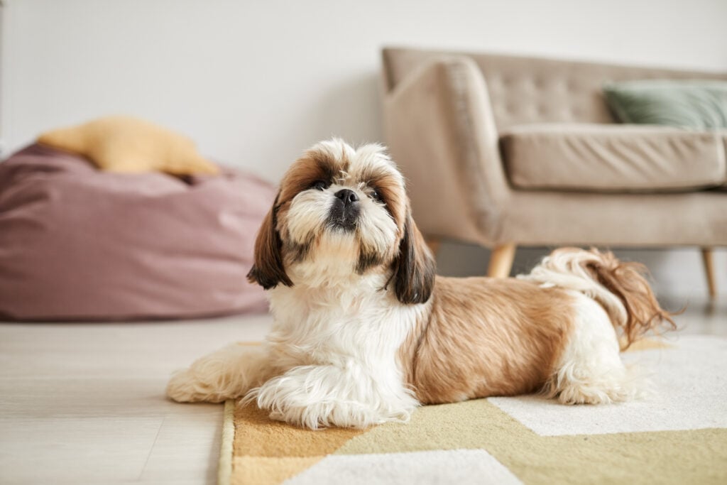 Minimal portrait of small Shi-Tsu dog lying on carpet in cozy home interior