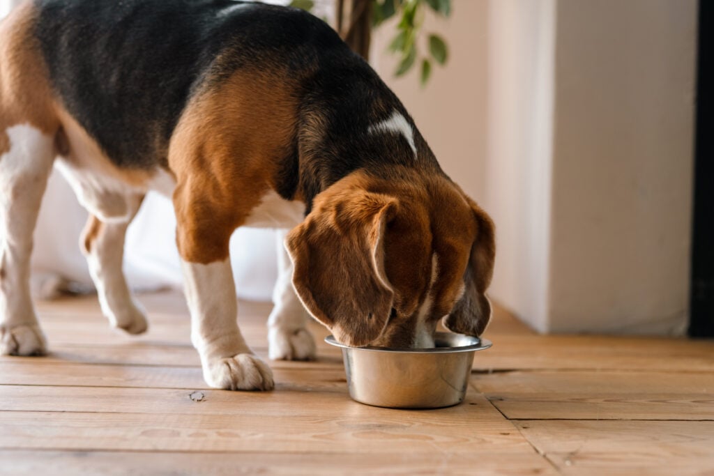 Beagle dog eating from a bowl indoors