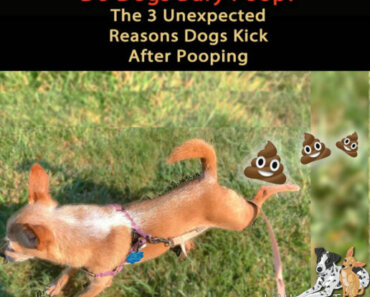 Do Dogs Bury Their Poop? The 3 Unexpected Reasons Dogs Kick After Pooping