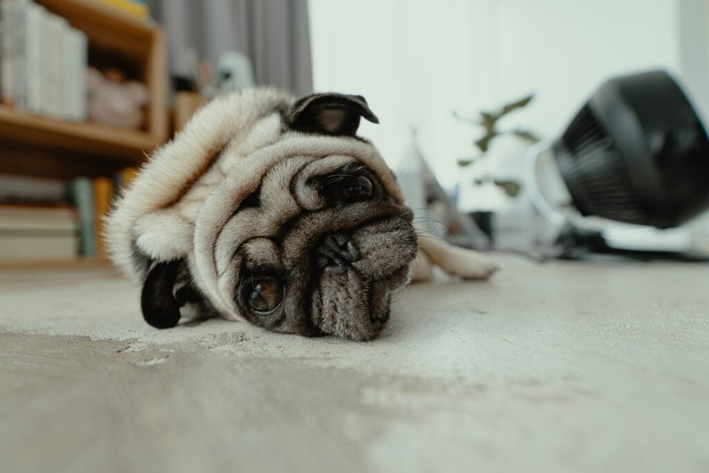 small pug laying down on floor and looking into camera