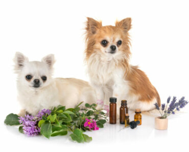 Making Essential Oil Blends for Your Dog