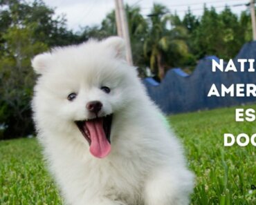 National American Eskimo Dog Day
