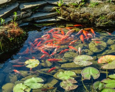 Starting a Koi Pond – Our Step-by-Step Instructions!