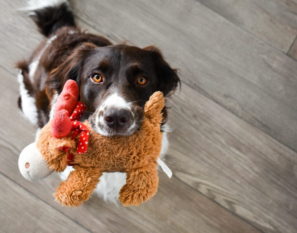 dog looking up at camera and holding toy in mouth