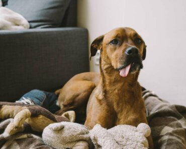 Tips For Curing Your Dog’s Boredom