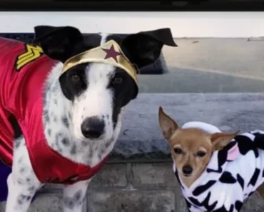 What To Give Dog Trick-Or-Treaters