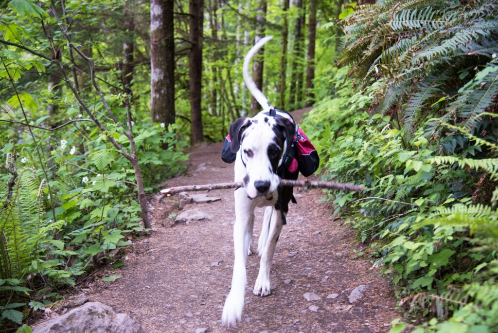 Large dog holding a stick in its mouth and walking in a hiking trail.