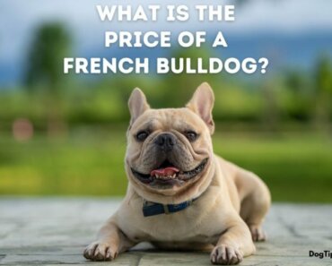 What’s the French Bulldog Price at a Breeder, Breed Rescue & Shelter?