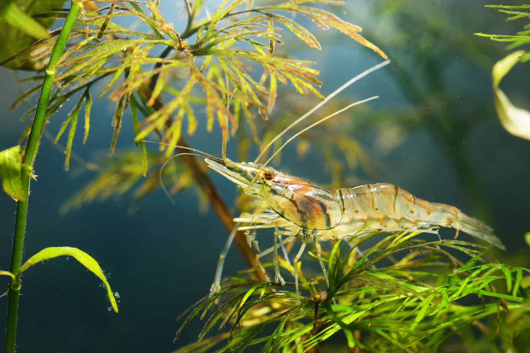 whisker shrimp