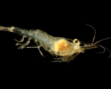 Whisker Shrimp vs Ghost Shrimp – Our Helpful Guide