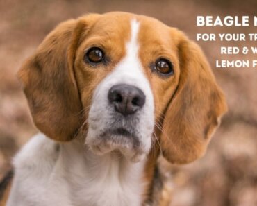 100s of Beagle Names for Tricolor, Red & White and Lemon Beagles!