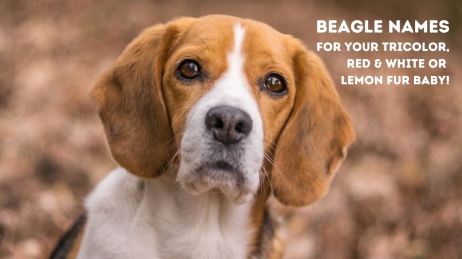 Creative Beagle names--from names inspired by movie Beagles to names that hark back to the Beagle's origins.