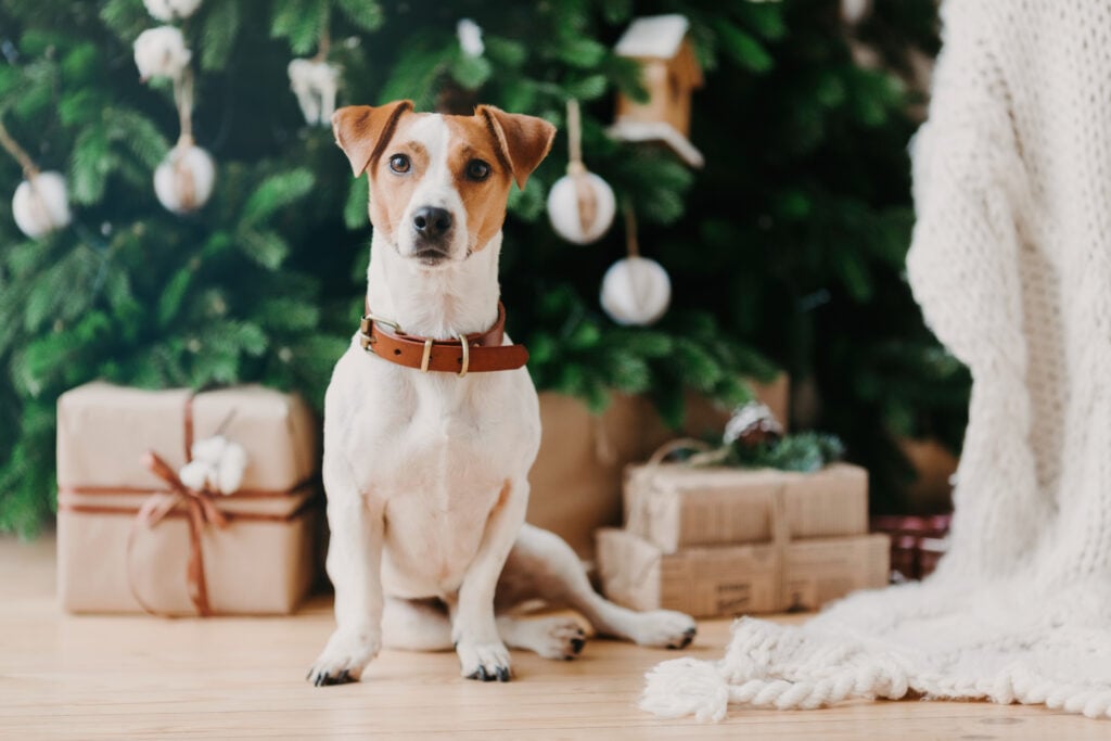 Image of dog sits on floor near decorated firtree and Christmas presents, has festive mood, being at home. Animals and winter timme concept