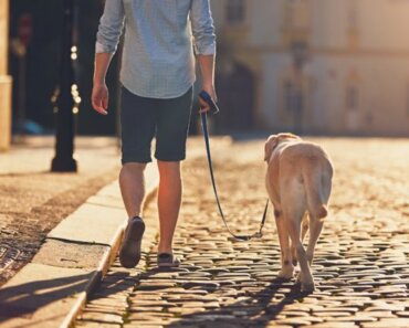 3 Things You Need to Know About Senior Dogs and Exercise