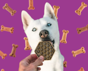 5 ways to know if it’s a safe treat to give your dog!