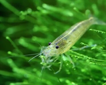 Amano Shrimp and Betta – Are They Suitable Tankmates?