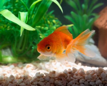 Can Goldfish Eat Bloodworms? Read Our Article To Find Out!