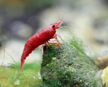 Ghost Shrimp vs Cherry Shrimp – Our Helpful Guide!