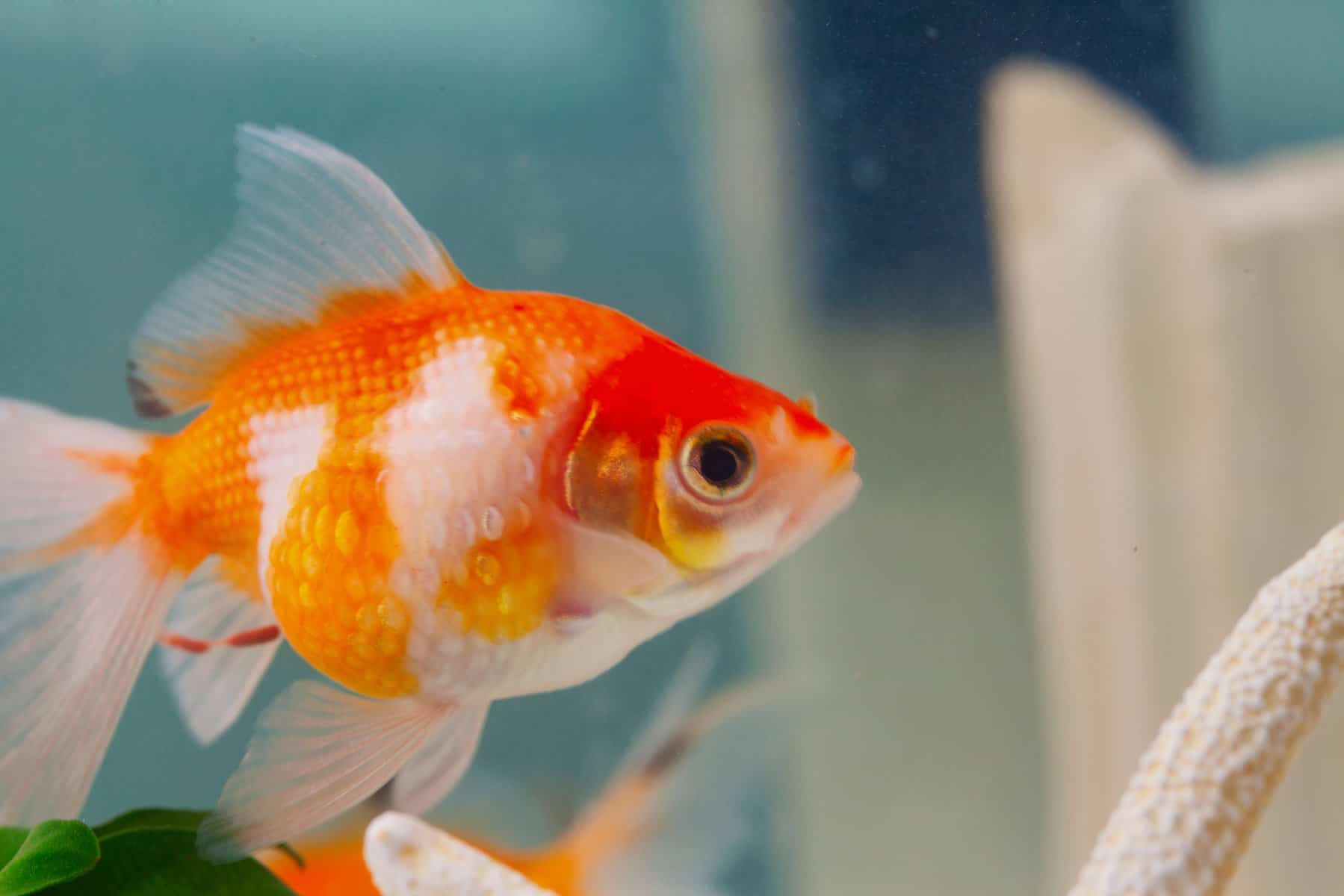 Goldfish Septicemia