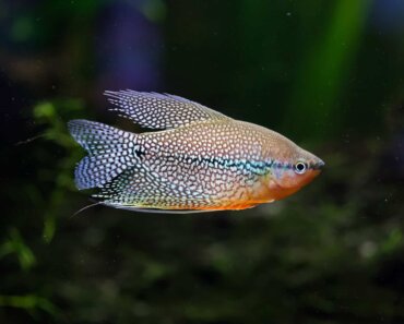 Gourami Bubble Nests – What Are They, and How Are They Made?
