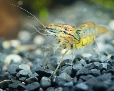 How Many Ghost Shrimp Can I Add per Gallon? (+ Other FAQs)