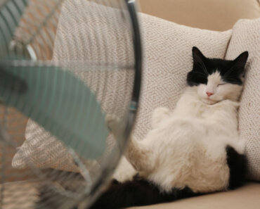 Keep Your Cat Cool on hot Summer Days