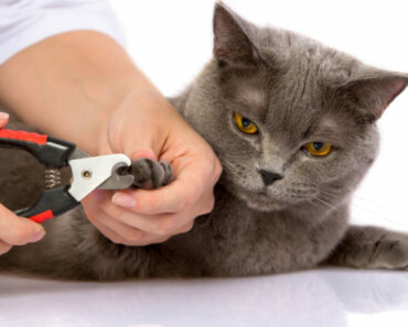 Nail Care for Cats
