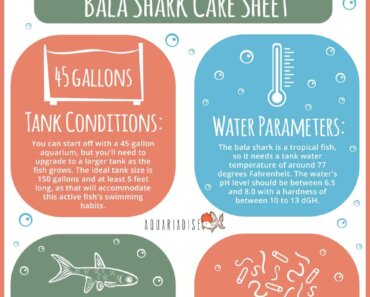 The Bala Shark – Everything You Need To Know in One Place!