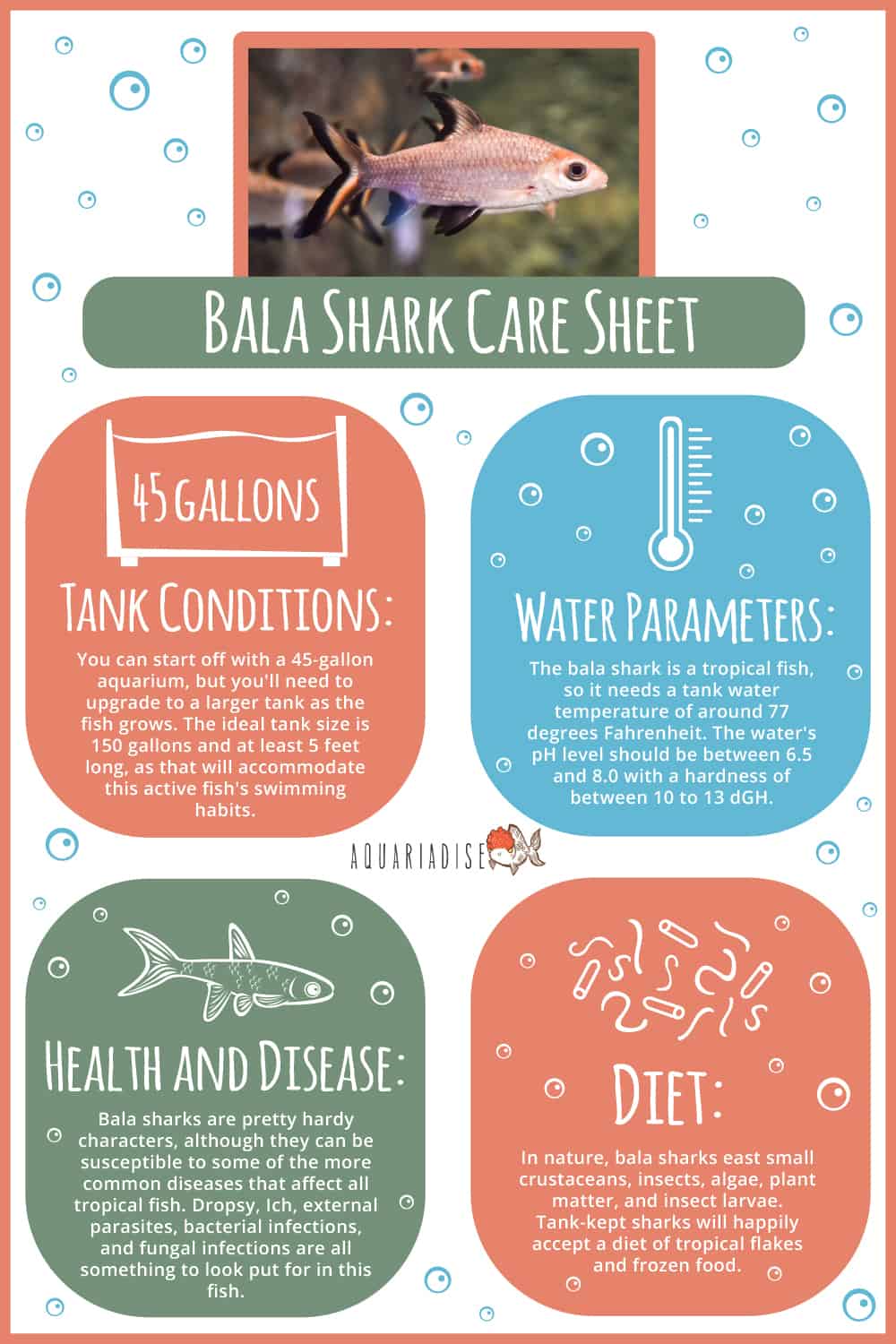 Bala Shark Care Sheet Infographic 